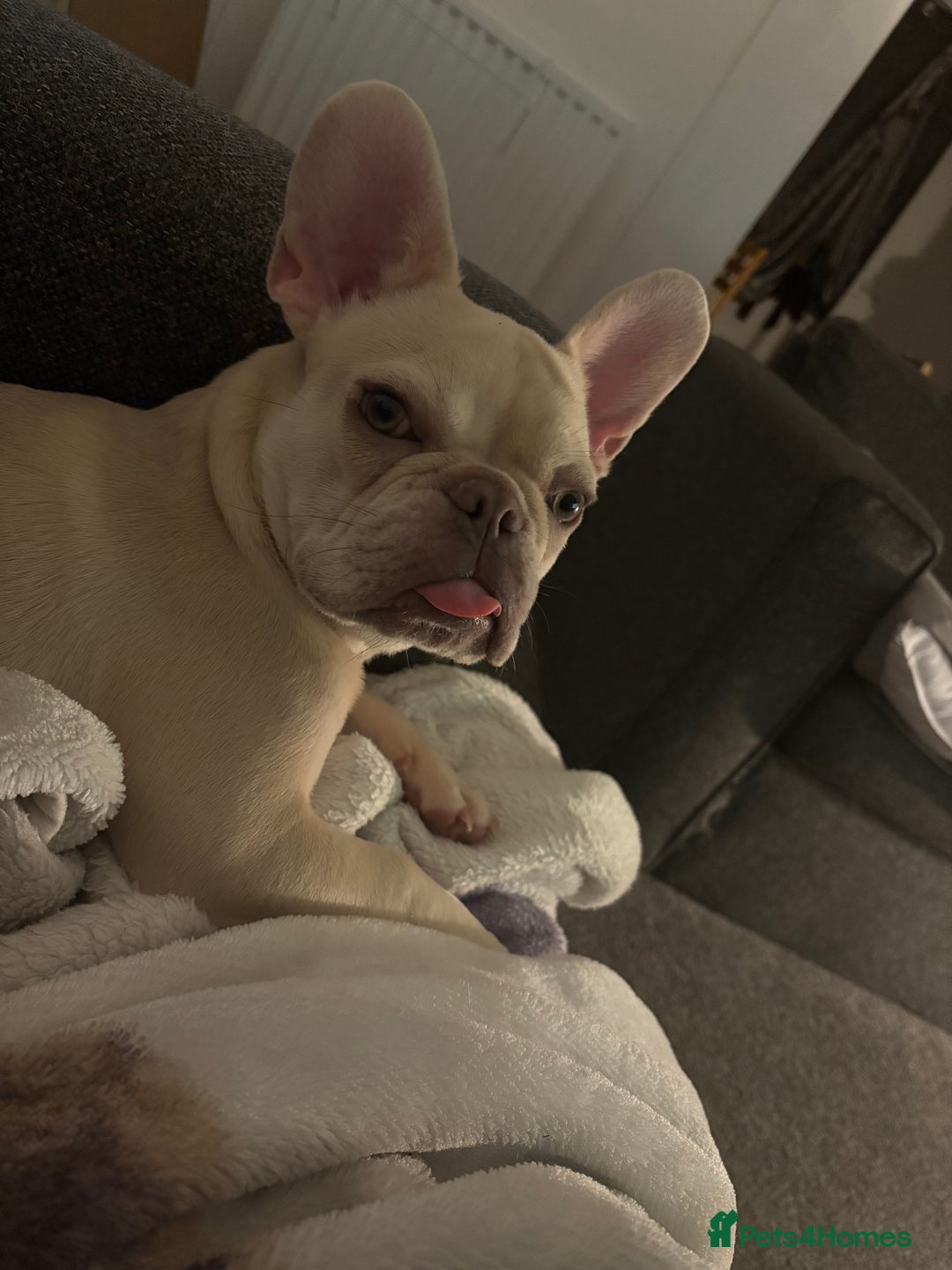 French Bulldog dogs for sale: Kc registered French bulldog  - Advert 4