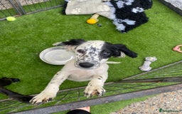 Cocker Spaniel dogs for sale: 5 cocker spaniels in Belvedere - Image 9