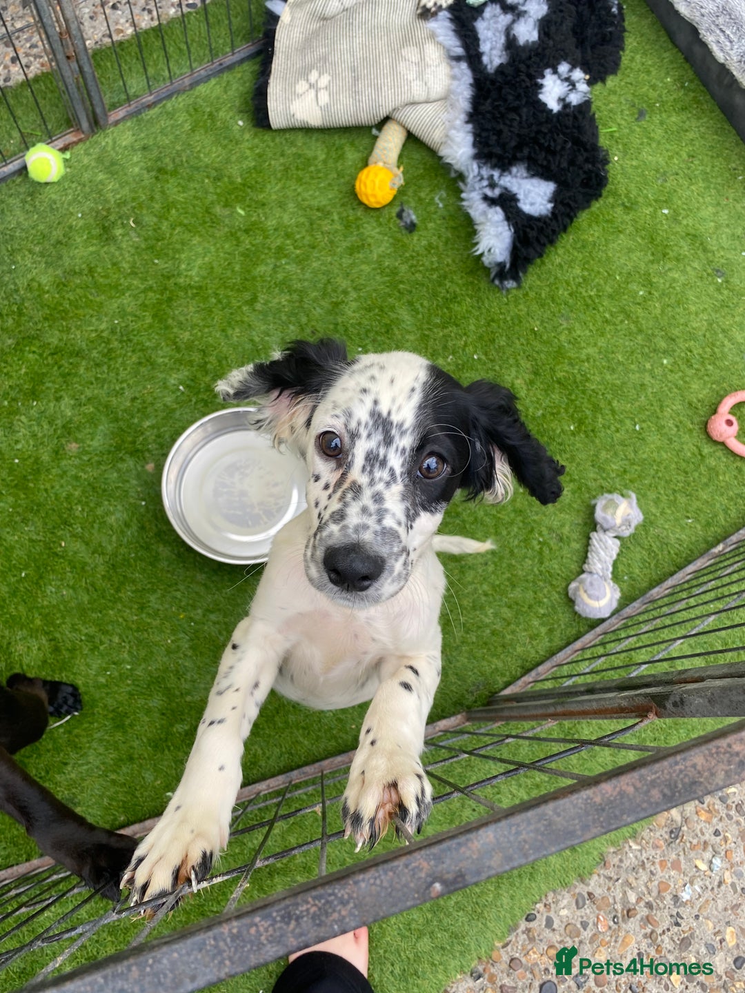 Cocker Spaniel dogs for sale: 5 cocker spaniels in Belvedere - Image 9