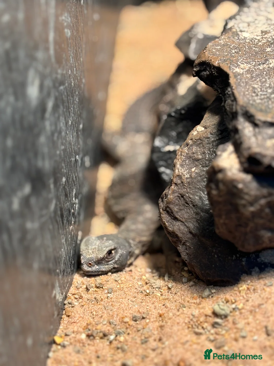 Lizard reptiles for sale: Egyptian uromastyx aegyptia Baby  - Advert 4