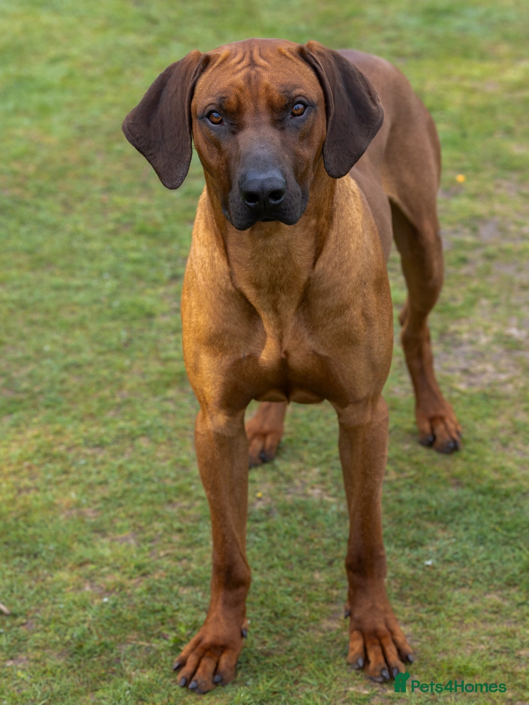 Rhodesian Ridgeback dogs for stud: Fully Health Tested KC Rhodesian Ridgeback Stud - Advert 3