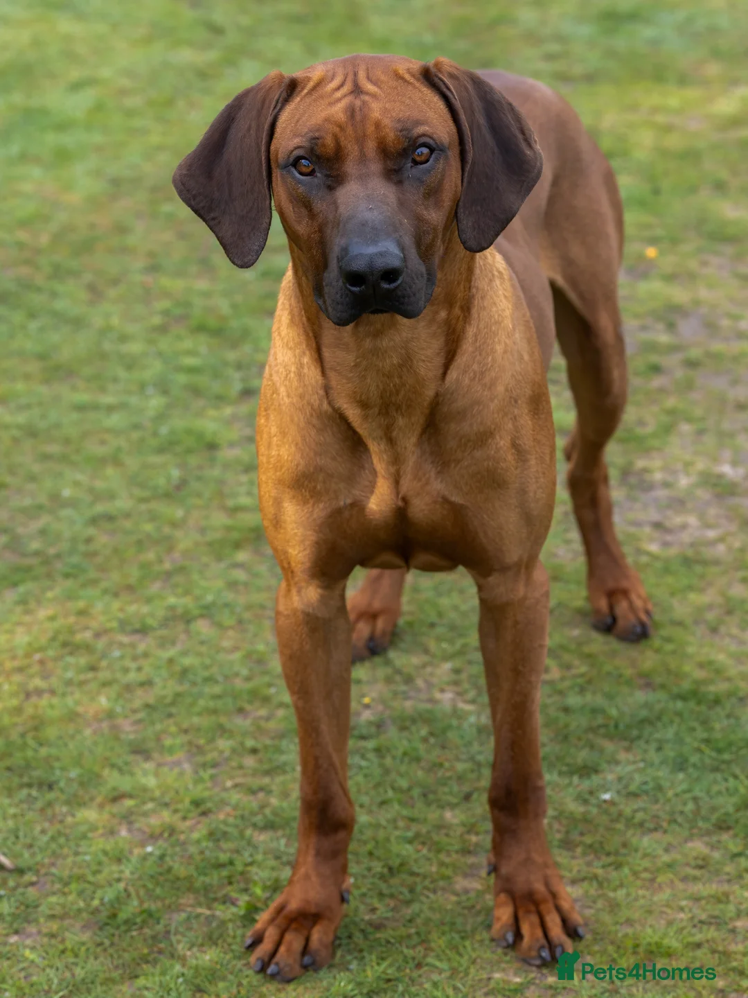 Rhodesian Ridgeback dogs for stud: Fully Health Tested KC Rhodesian Ridgeback Stud - Advert 3