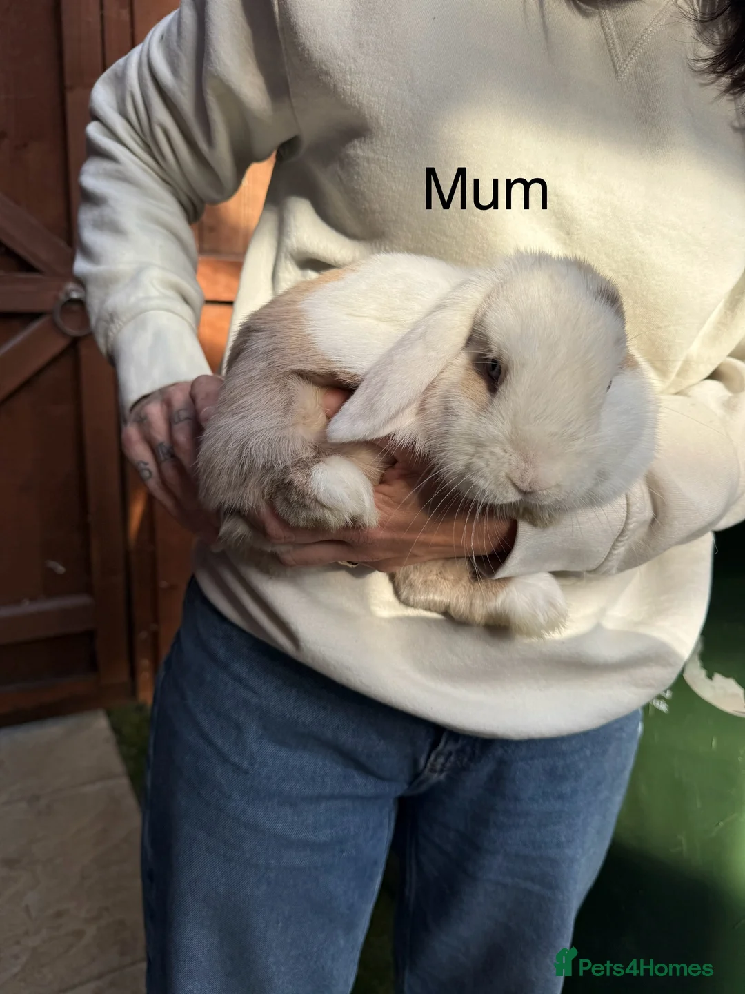 Mini Lop rabbits for sale: Beautiful purebred mini lops in Gloucester - Advert 9