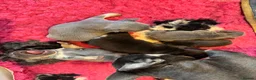 French Bulldog dogs for sale: HEALTH TESTED QUALITY FRENCH BULLDOG PUPPIES in Wallsend - Advert 24