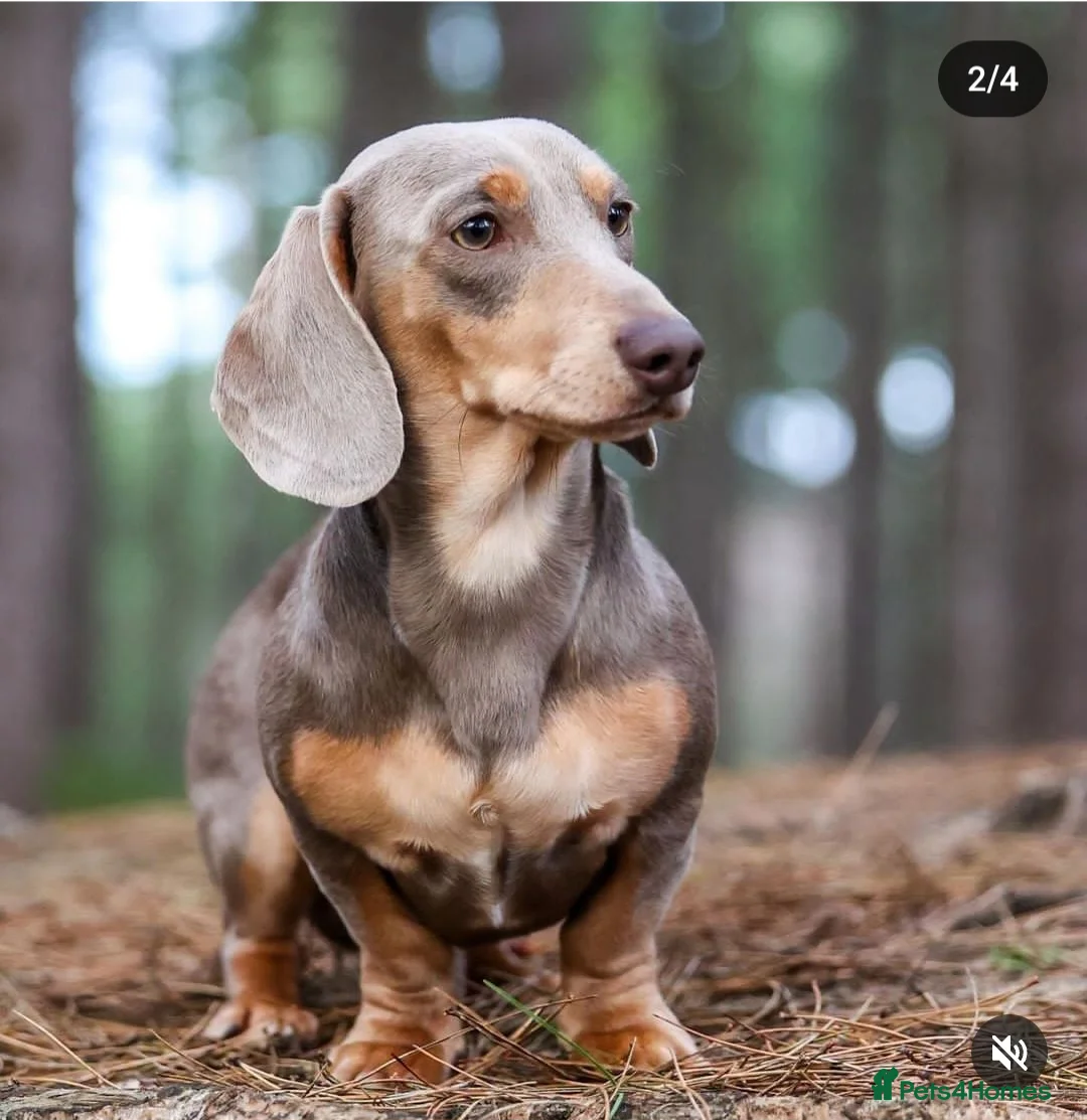 Miniature Dachshund dogs for stud: Piebald miniature Dachshund kc registered  in Blackburn - Advert 21