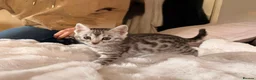 Bengal cats for sale: Tempest Bengal TICA registered kittens  - Advert 15