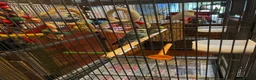 Budgerigars birds for sale: Cage & 4 budgies - Advert 8