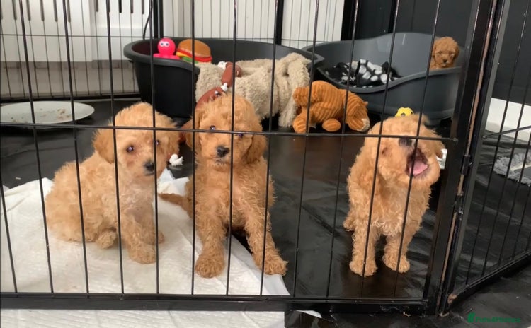 Poochon dogs - Advert 1