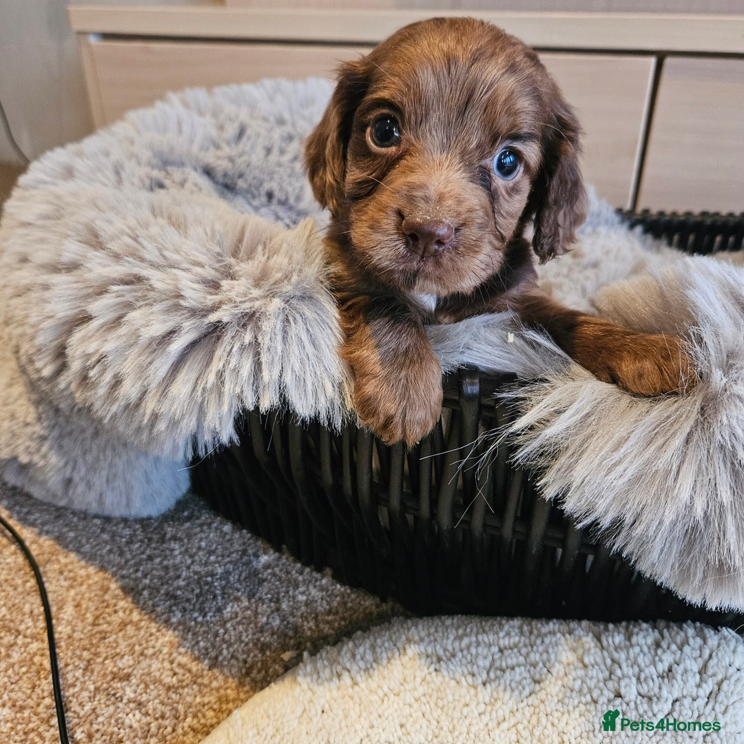 Cocker Spaniel dogs for sale: Rare Merle Working Type Cocker Spaniels - Advert 18