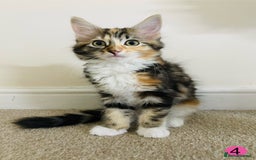 Domestic Shorthair cats for sale: Ragdoll Cross X DSH - Image 4