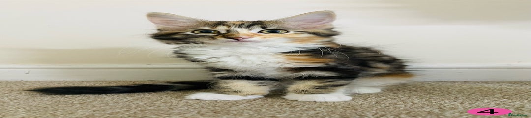 Female kitten 4