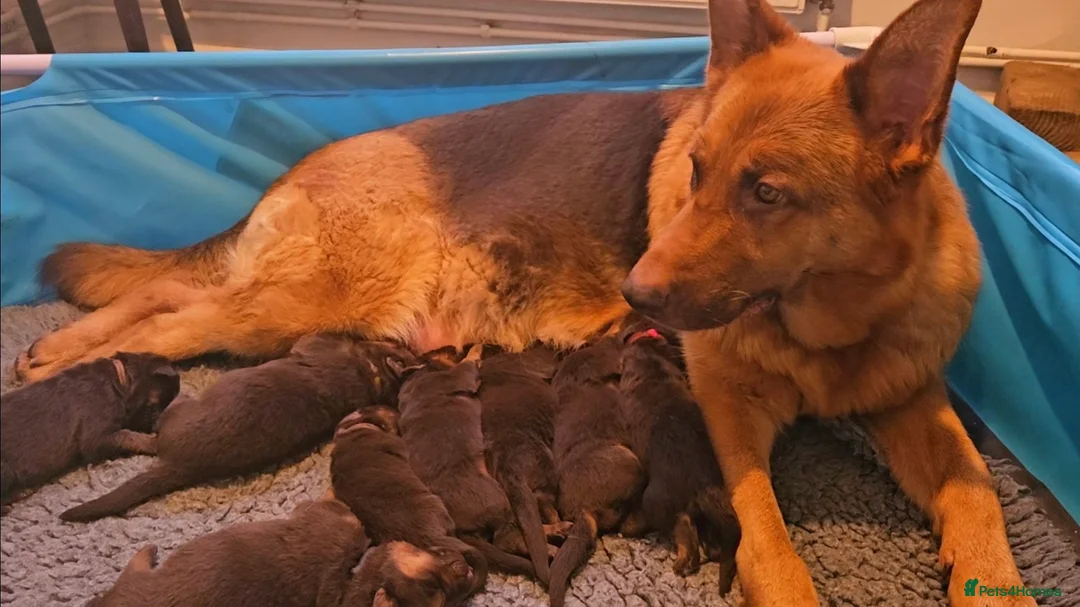 German Shepherd dogs for sale: Liver German Shepherd puppies  - Advert 4