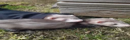 Ferret rodents for sale: Ferret kits 5 silver and white jills - Advert 8