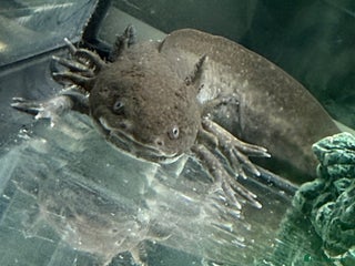 Axolotl reptiles rehoming axoltlos - Advert 5