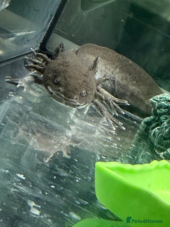Axolotl reptiles rehoming axoltlos - Advert 1