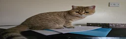 British Shorthair cats for sale: Golden British Shorthair Adult Female - Advert 5