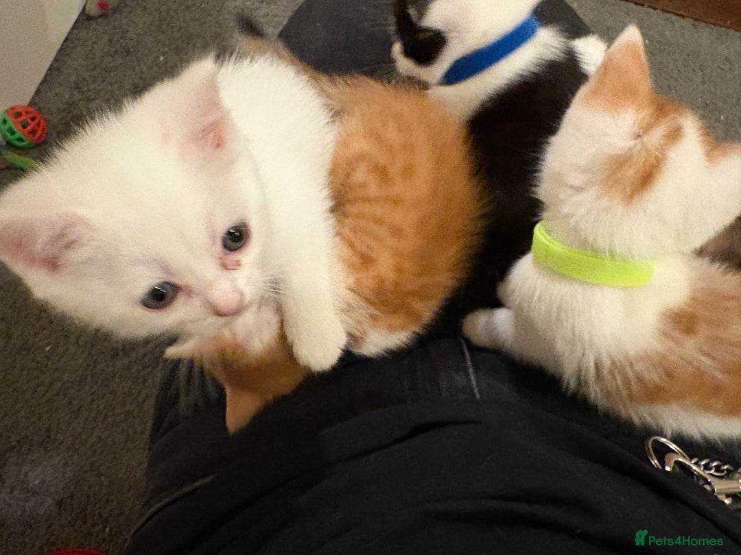 Domestic Shorthair cats for sale: Domestic Shorthairs - 6 Left - Advert 8