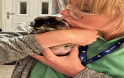 French Bulldog dogs for sale: French bulldog puppies  - Image 10