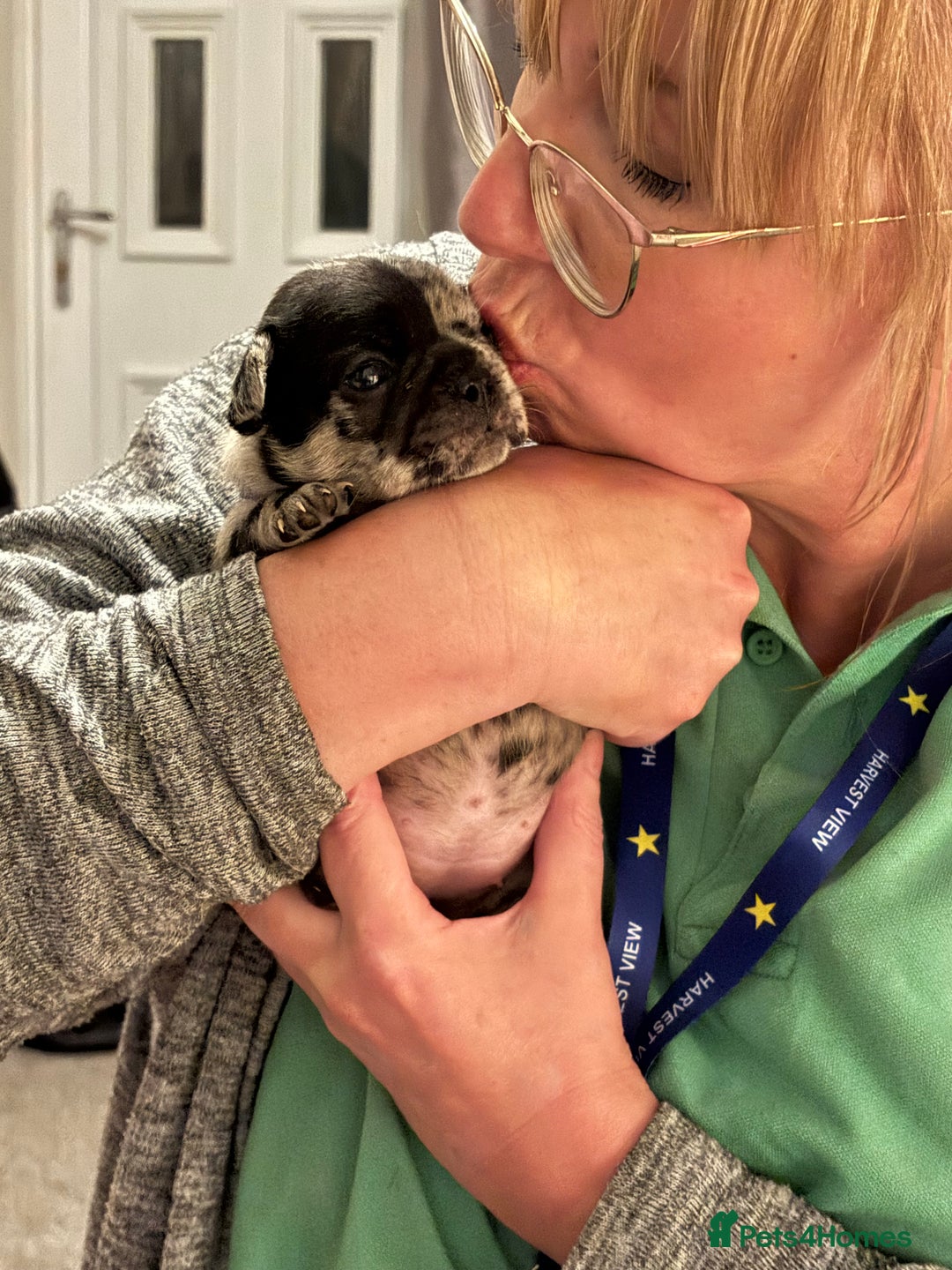 French Bulldog dogs for sale: French bulldog puppies  - Image 10