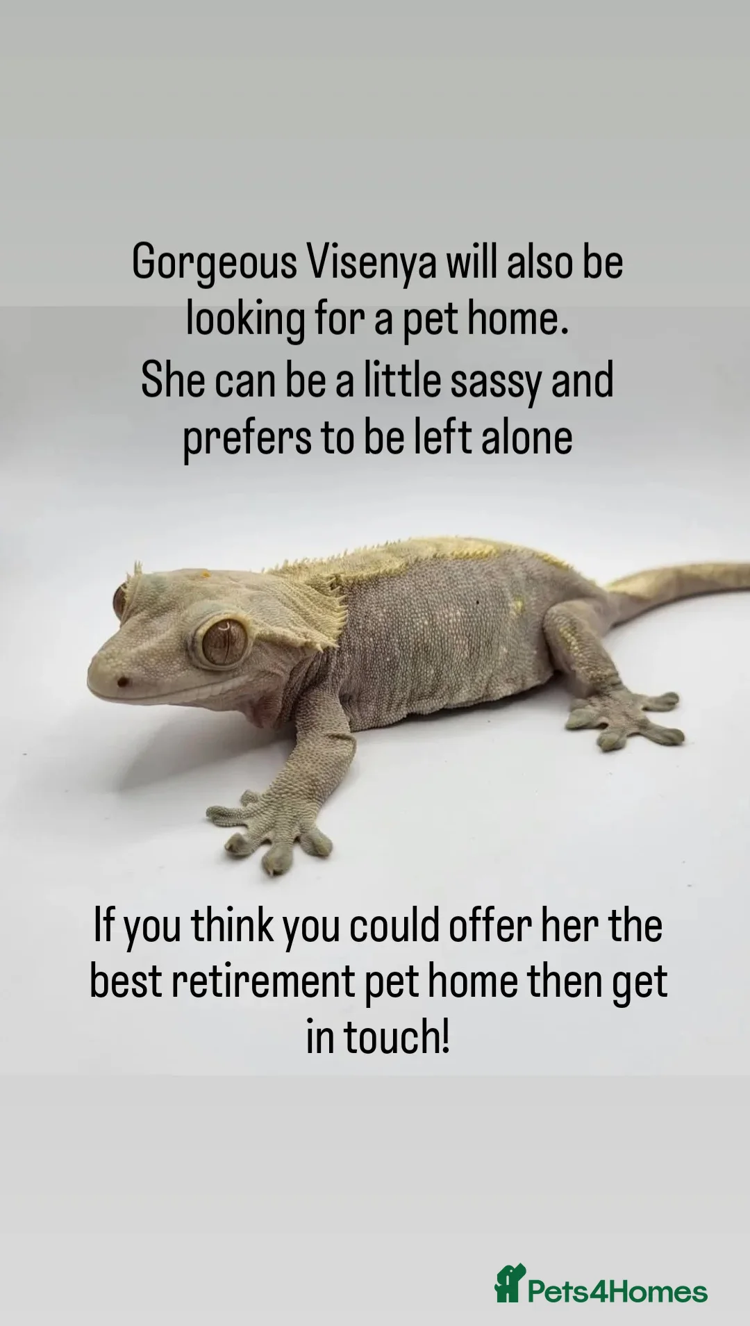 Gecko reptiles for sale: Various Crested Geckos - Advert 13