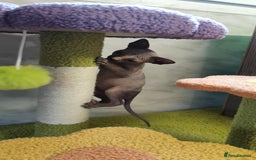 Sphynx cats for sale: Canadian Sphynx TICA REGISTERED. - Image 5