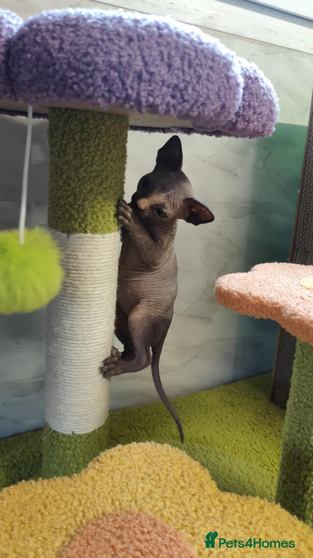 Sphynx cats for sale: Canadian Sphynx TICA REGISTERED. - Image 5