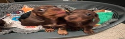 Miniature Dachshund dogs for sale: Ready Now! smooth haired mini dachshunds - Advert 7