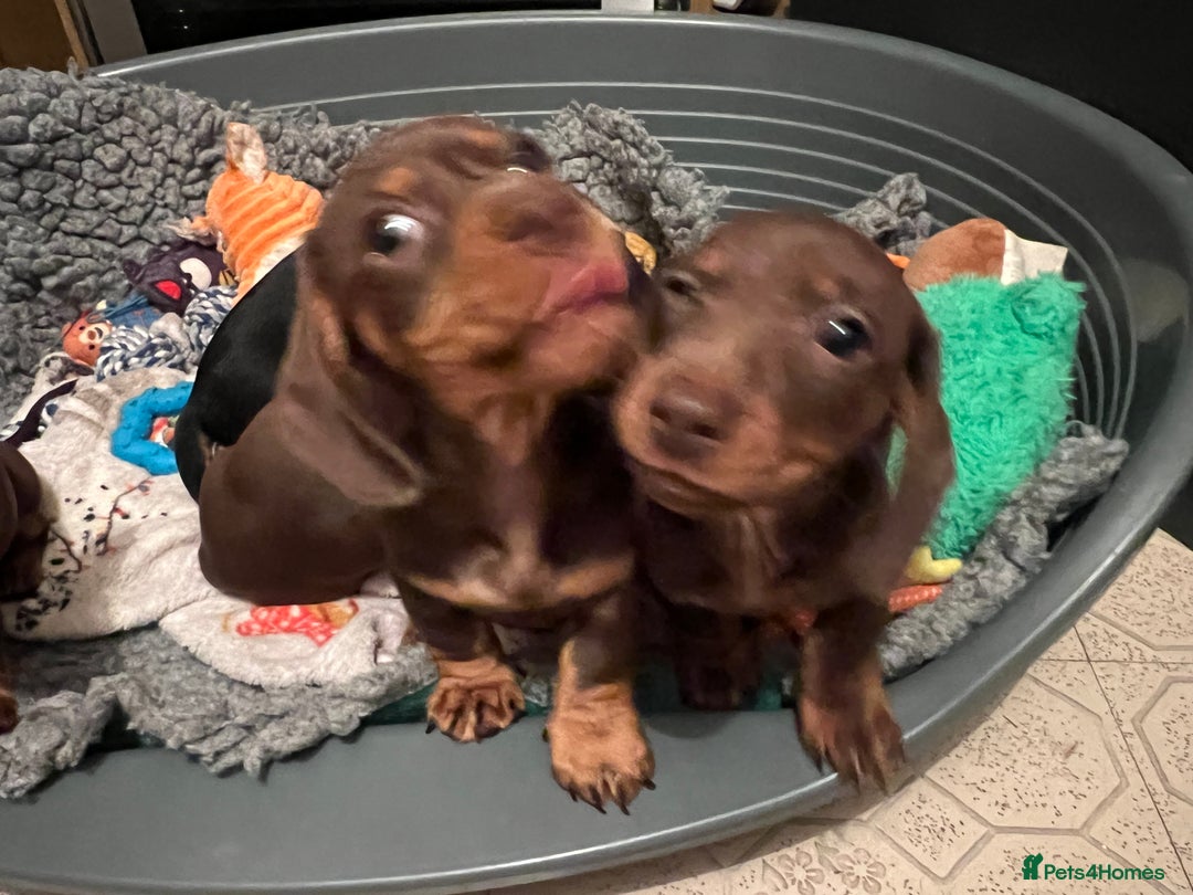 Miniature Dachshund dogs for sale: Playful smooth haired mini dachshunds Ready Now - Image 3