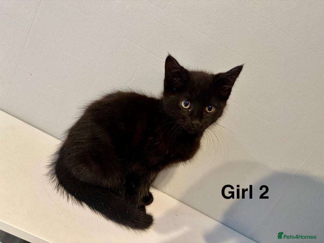 Domestic Shorthair cats for sale: 2 female kittens READY NOW!!! - Image 5