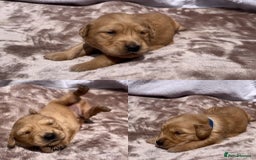 Golden Retriever dogs for sale: OUTSTANDING PEDIGREE GOLDEN RETRIVER PUPPIES KC - Image 35