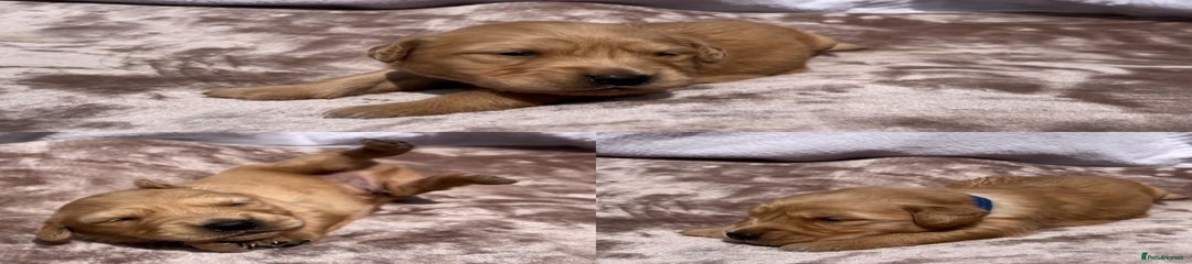 Golden Retriever Puppy 3