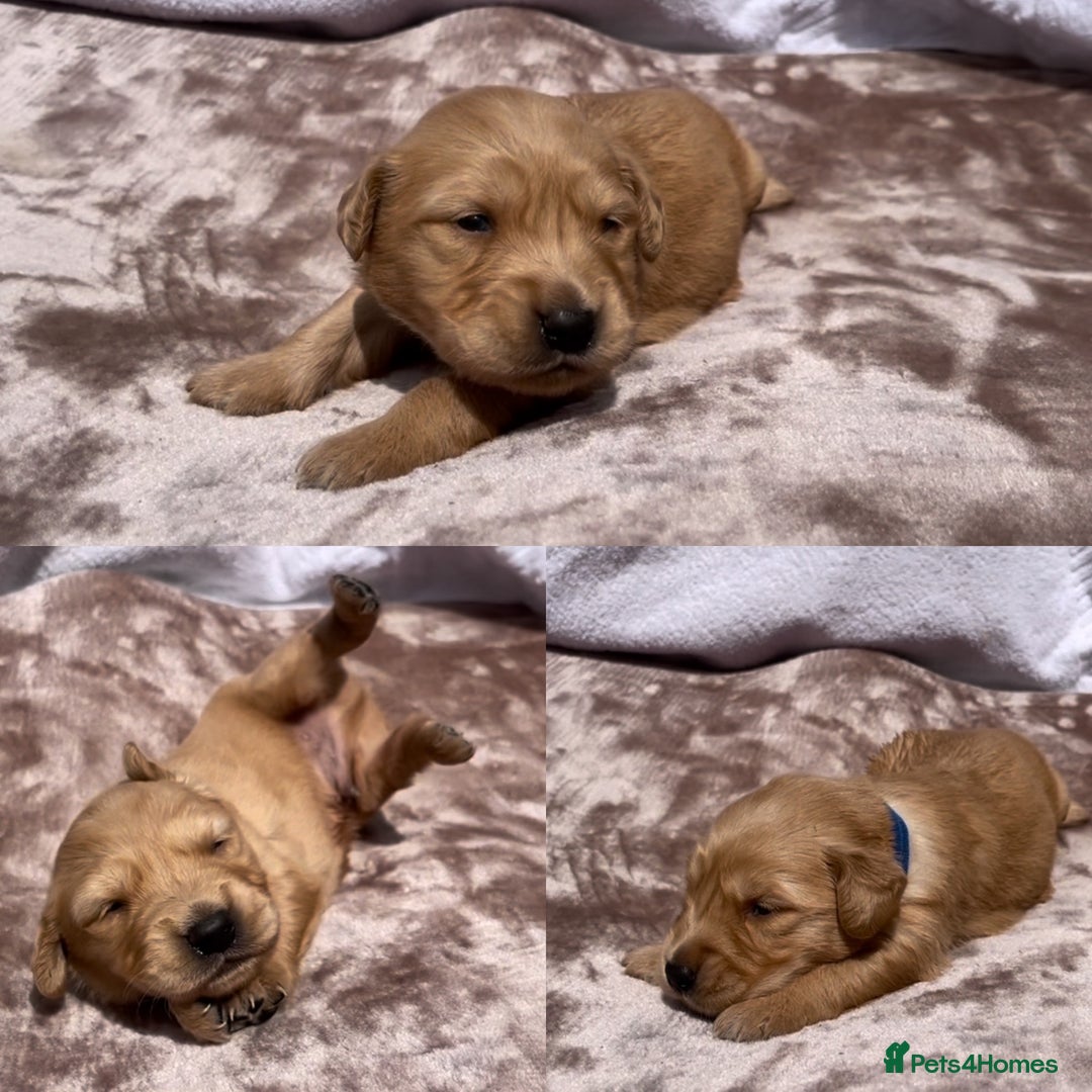 Golden Retriever dogs for sale: OUTSTANDING PEDIGREE GOLDEN RETRIVER PUPPIES KC - Image 35