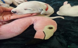 Dalmatian dogs for sale: 8 KC Dalmatian puppies  - Image 9