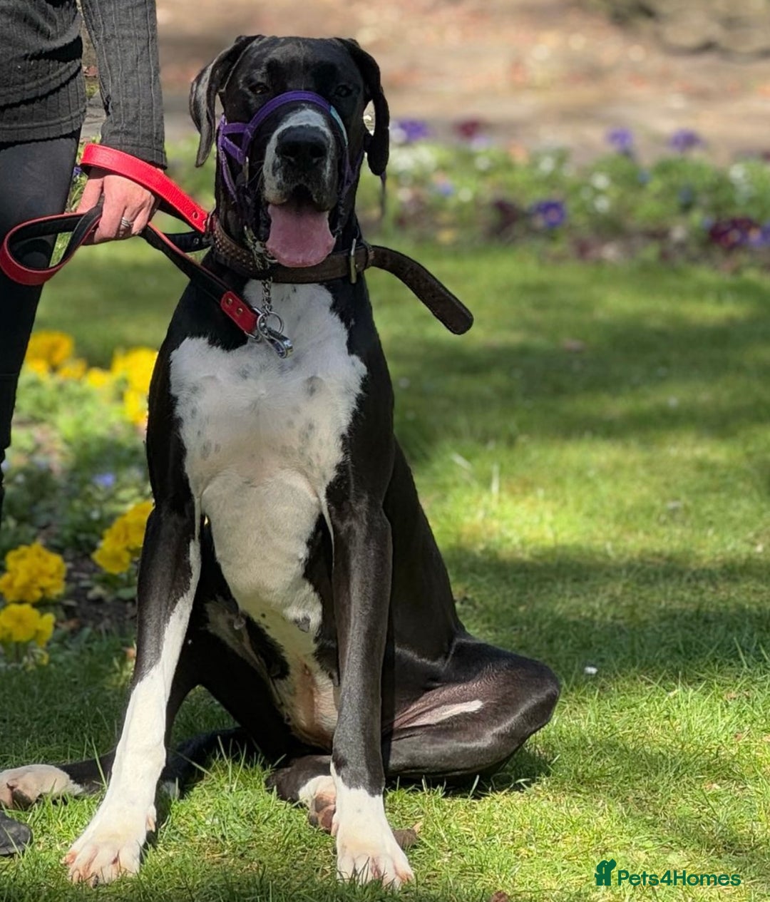Great Dane dogs for sale: Incredible 3 year old bitch needs new home - Image 2