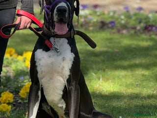 Great Dane dogs - Advert 2