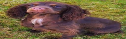 Cockapoo dogs for sale: Gorgeous F1 puppies for sale - Advert 6
