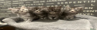 Maine Coon 2