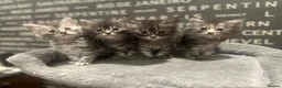 Maine Coon cats for sale: Maine Coon Kittens  - Advert 6
