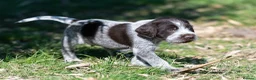 German Wirehaired Pointer dogs for sale: HEALTH CHECKED + 1ST VACC GIVEN. KC REG GWP PUPS - Advert 17