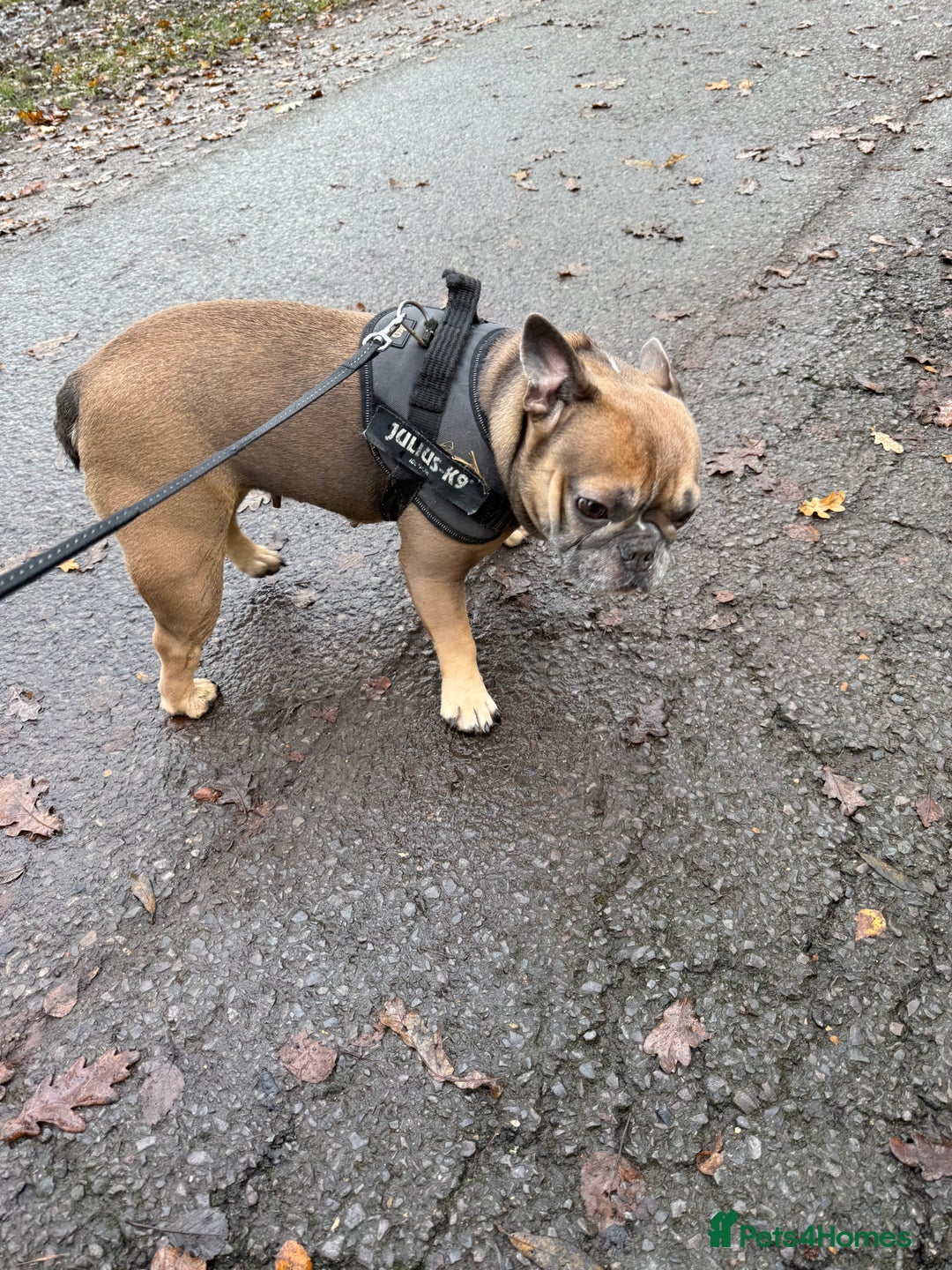 French Bulldog dogs for sale: Female French bulldog - Advert 3