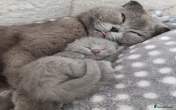 British Shorthair cats for sale: British shorthair kittens😻 - Image 7