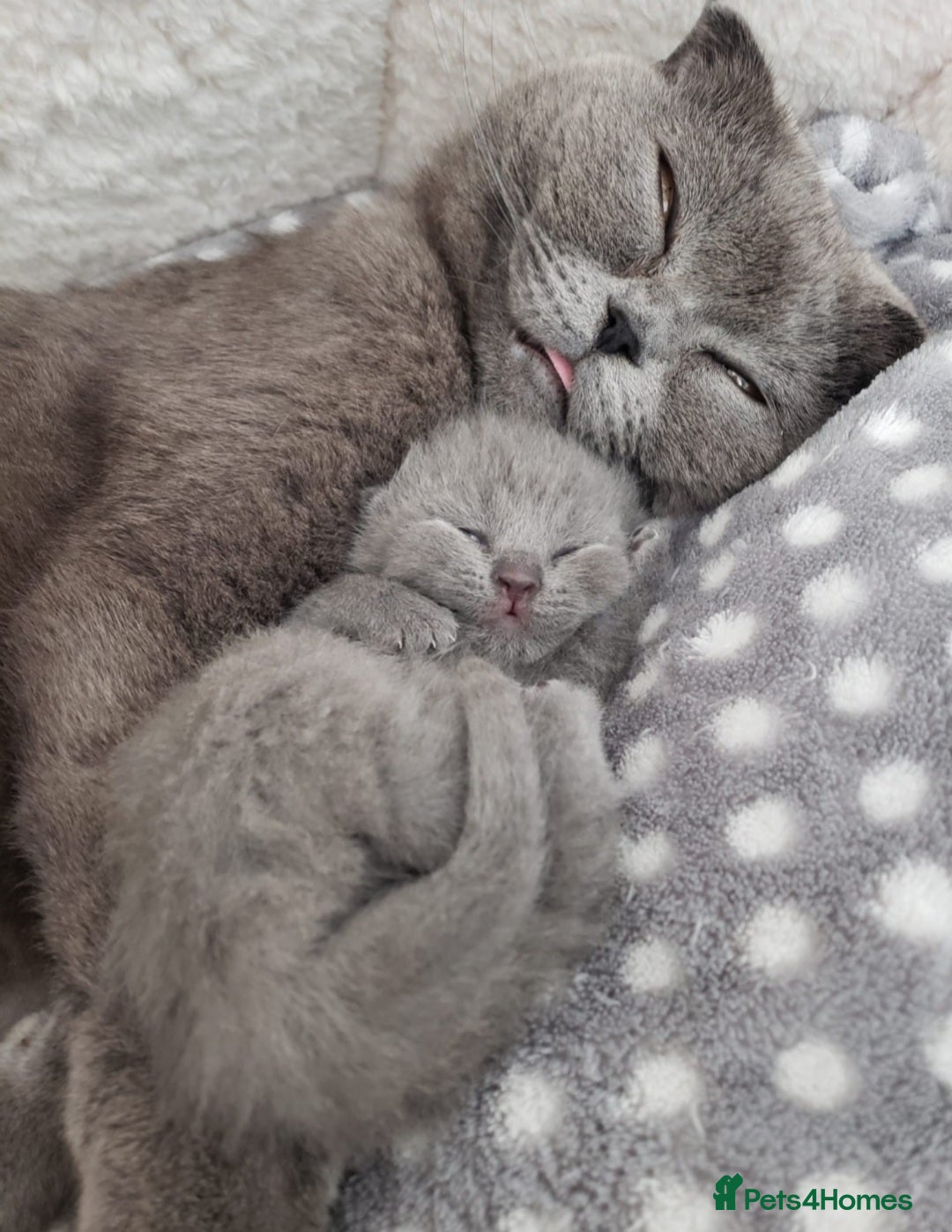British Shorthair cats for sale: British shorthair kittens😻 - Image 7