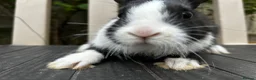 Dutch rabbits for sale: Free roaming Rabbits seek loving home in Milton Keynes - Advert 2