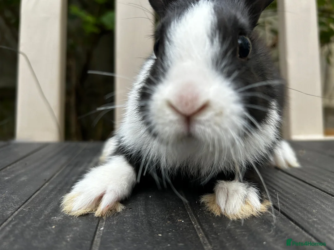 Dutch rabbits for sale: Free roaming Rabbits seek loving home in Milton Keynes - Advert 2