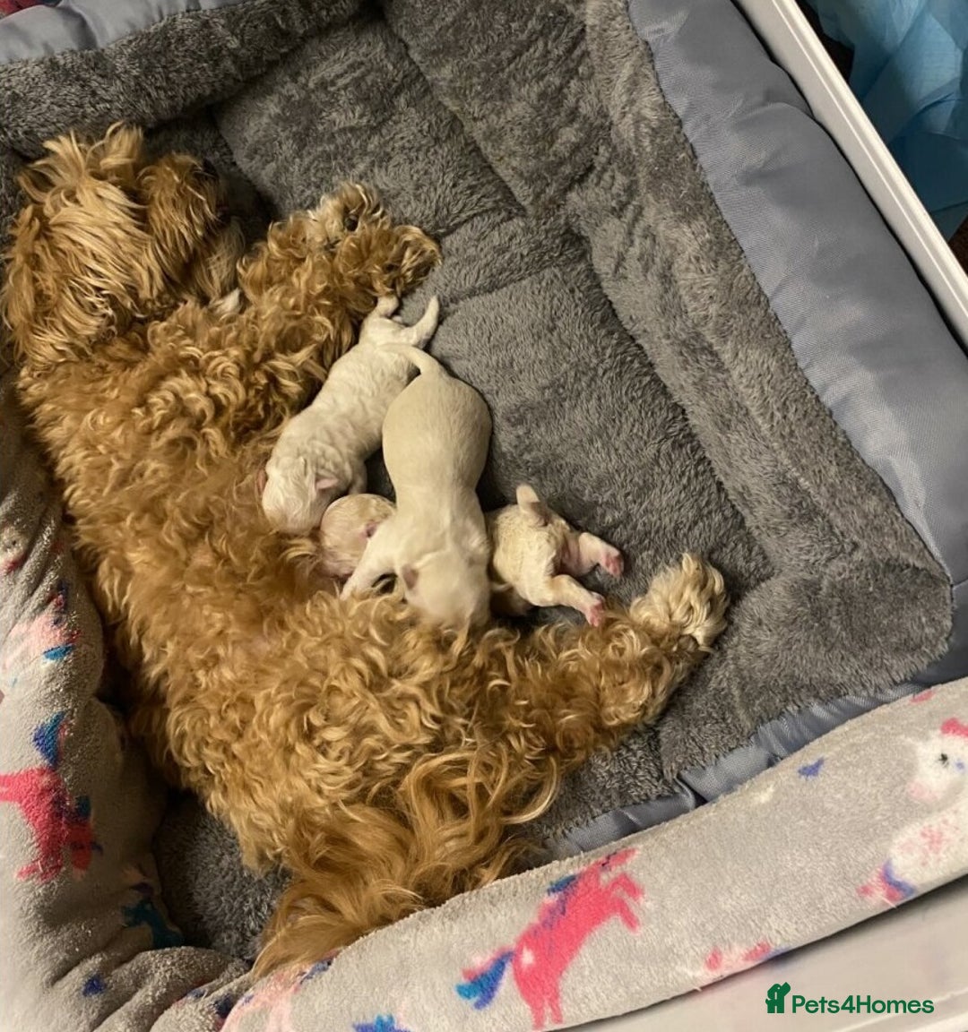 Maltipoo dogs for sale: Energetic F1 Multi poo puppies - Advert 3