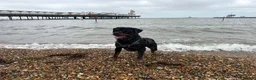 Rottweiler dogs for stud: Male Rottweiler STUD - Advert 3