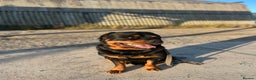 Rottweiler dogs for sale: Selling my Rottweiler  - Advert 2