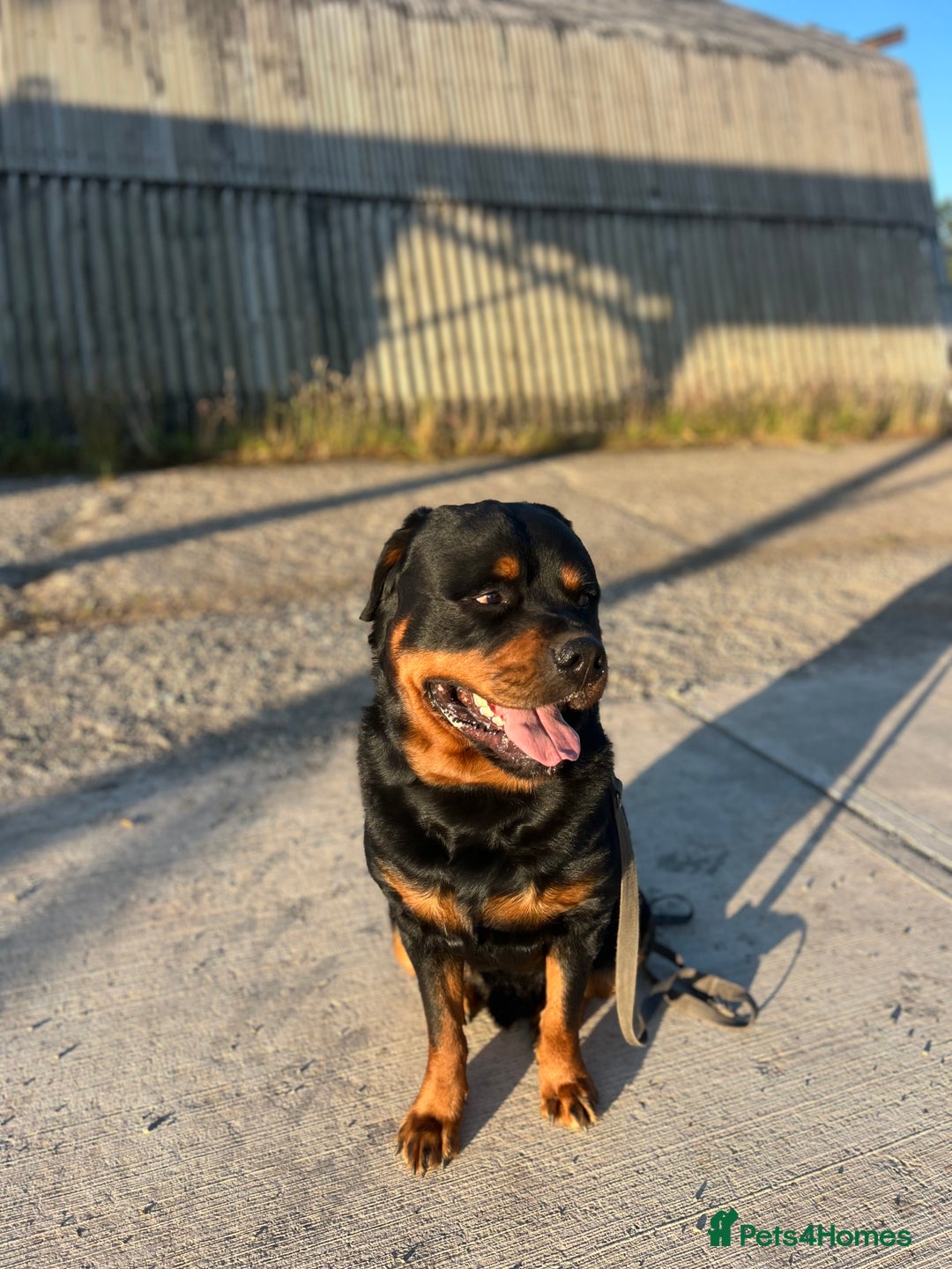 Rottweiler dogs for sale: Selling my Rottweiler  - Advert 2