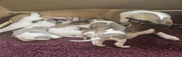 Whippet dogs for sale: Outstanding kc whippet - Advert 21