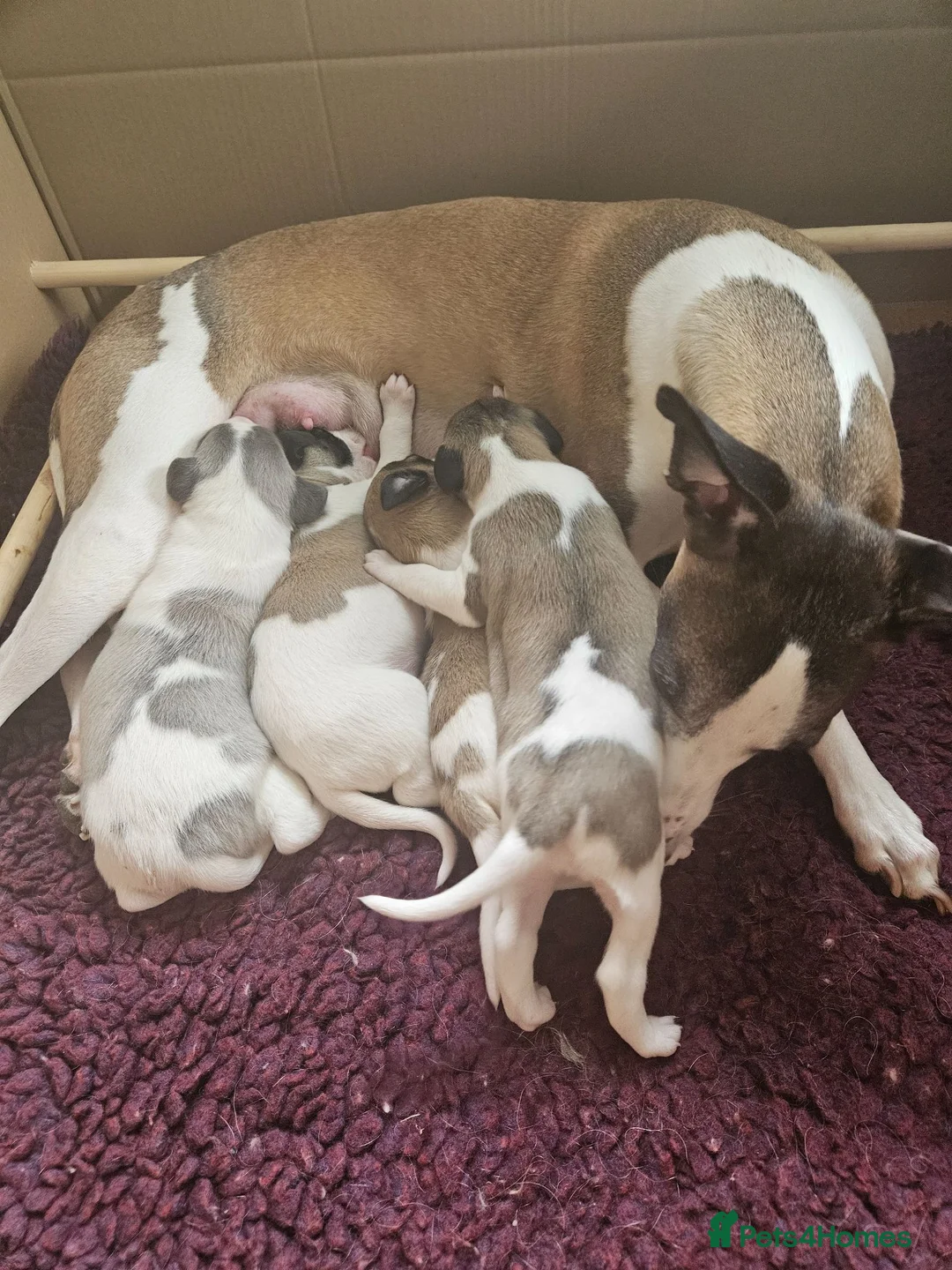 Whippet dogs for sale: Outstanding kc whippet - Advert 21